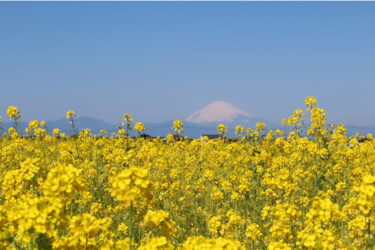 横須賀市長井海の手公園 ソレイユの丘 約10万本が咲き誇る「菜の花まつり」開催