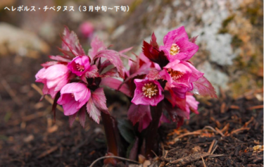 六甲高山植物園、春の訪れとともにシーズンOPEN！