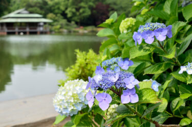 清澄庭園「花菖蒲と遊ぶ」イベントを開催
