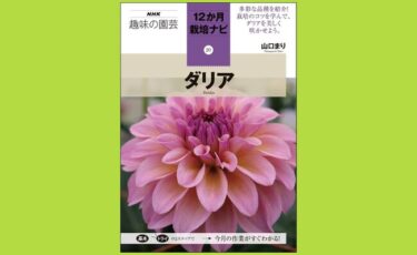 待望の「ダリア」が登場！『NHK趣味の園芸 12か月栽培ナビ（20）ダリア』発売