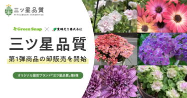 GreenSnap×豊明花き 『三ツ星品質』第1弾商品の卸販売をスタート