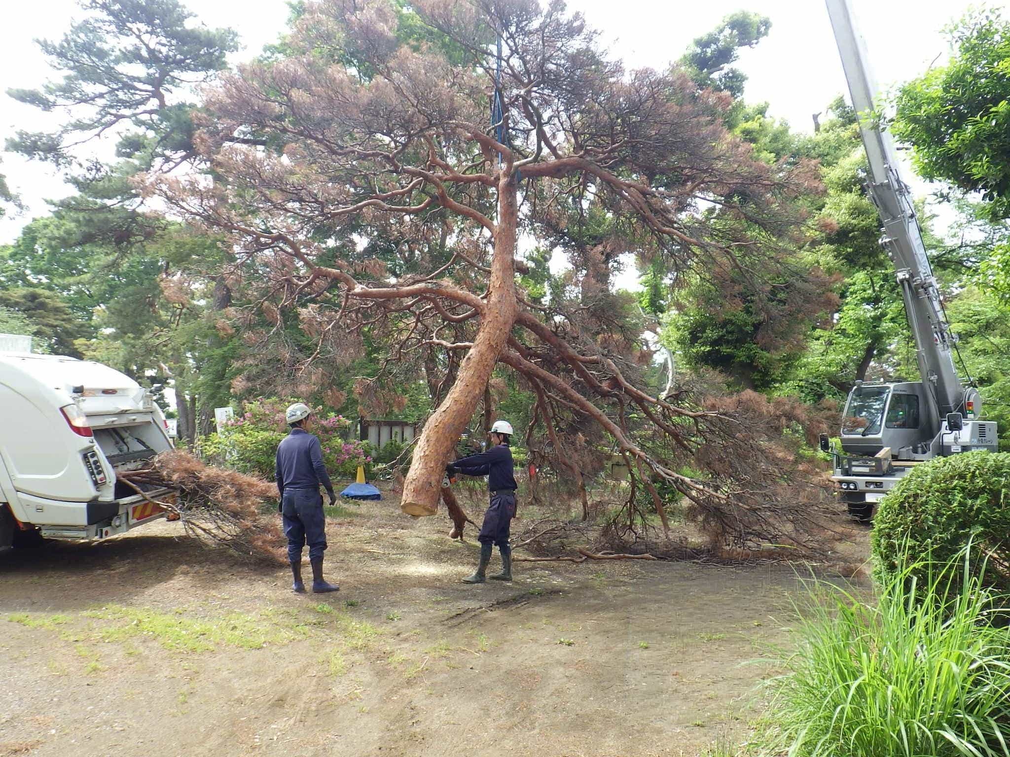 株式会社玉川造園の正社員 施工管理（工事） 現場管理（維持管理） 都市緑化・ランドスケープ 公園・公共施設の求人情報イメージ3
