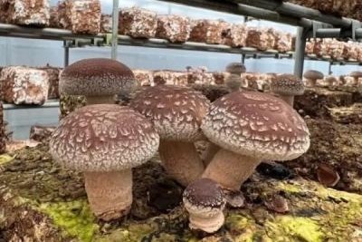 一般社団法人ローランズプラス ローランズファームの正社員 職人・現場スタッフ その他の求人情報イメージ4