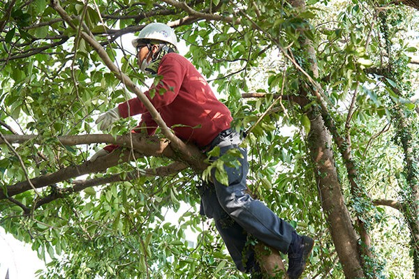 株式会社双葉苑の正社員 職人・現場スタッフ 都市緑化・ランドスケープ 公園・公共施設の求人情報イメージ4