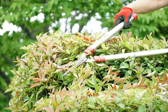 有限会社サニーホライズンの業務委託 職人・現場スタッフ お庭・植木の求人情報イメージ2
