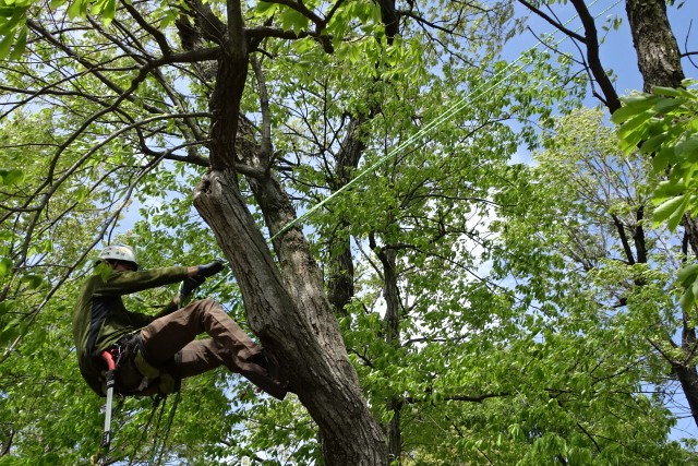 松村園芸株式会社の正社員 施工管理（工事） 現場管理（維持管理） 職人・現場スタッフ 都市緑化・ランドスケープ お庭・植木 公園・公共施設求人イメージ